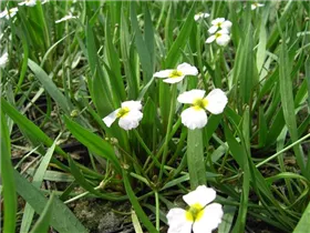 Alisma ranunculoides - Igelschlauch Alisma ranunculoides - Igelschlauch