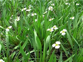 Alisma ranunculoides - Igelschlauch Alisma ranunculoides - Igelschlauch
