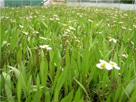 Alisma ranunculoides - Igelschlauch Alisma ranunculoides - Igelschlauch