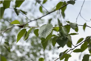 Alnus incana - Grauerle