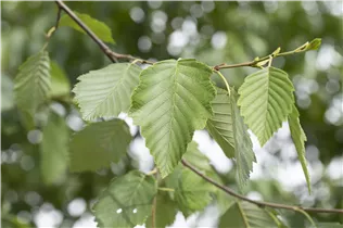 Alnus incana - Grauerle