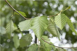 Alnus incana - Grauerle