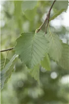 Alnus incana - Grauerle