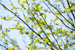 Alnus incana - Grauerle