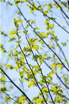 Alnus incana - Grauerle