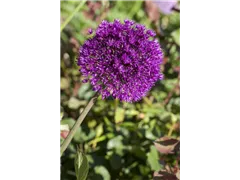 Allium aflatunense - Iranischer Blumenlauch Allium aflatunense - Iranischer Blumenlauch