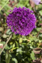 Allium aflatunense - Iranischer Blumenlauch Allium aflatunense - Iranischer Blumenlauch