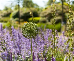 Allium aflatunense - Iranischer Blumenlauch Allium aflatunense - Iranischer Blumenlauch