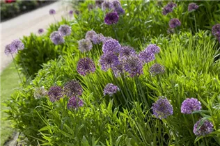 Allium aflatunense - Iranischer Blumenlauch Allium aflatunense - Iranischer Blumenlauch