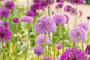 Allium aflatunense - Iranischer Blumenlauch Allium aflatunense - Iranischer Blumenlauch