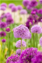 Allium aflatunense - Iranischer Blumenlauch Allium aflatunense - Iranischer Blumenlauch