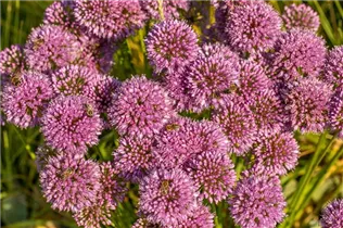 Allium aflatunense - Iranischer Blumenlauch Allium aflatunense - Iranischer Blumenlauch