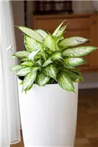 Aglaonema commutatum 'Silver Moon' - Kolbenfaden 'Silver Moon' Aglaonema commutatum 'Silver Moon' - Kolbenfaden 'Silver Moon'