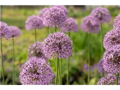Allium aflatunense 'Gladiator' - Garten-Kugel-Lauch 'Gladiator' Allium aflatunense 'Gladiator' - Garten-Kugel-Lauch 'Gladiator'