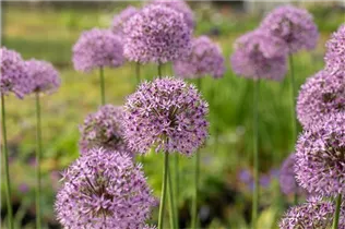 Allium aflatunense 'Gladiator' - Garten-Kugel-Lauch 'Gladiator' Allium aflatunense 'Gladiator' - Garten-Kugel-Lauch 'Gladiator'