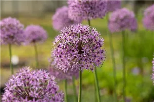 Allium aflatunense 'Gladiator' - Garten-Kugel-Lauch 'Gladiator' Allium aflatunense 'Gladiator' - Garten-Kugel-Lauch 'Gladiator'