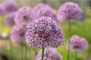 Allium aflatunense 'Gladiator' - Garten-Kugel-Lauch 'Gladiator' Allium aflatunense 'Gladiator' - Garten-Kugel-Lauch 'Gladiator'