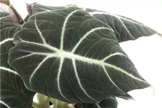 Alocasia 'Black Velvet' - Pfeilblatt 'Black Velvet' Alocasia 'Black Velvet' - Pfeilblatt 'Black Velvet'