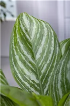 Aglaonema commutatum 'Stripes' - Kolbenfaden 'Stripes' Aglaonema commutatum 'Stripes' - Kolbenfaden 'Stripes'