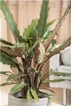 Alocasia lauterbachiana - Pfeilblatt Alocasia lauterbachiana - Pfeilblatt
