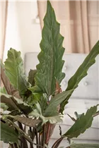Alocasia lauterbachiana - Pfeilblatt Alocasia lauterbachiana - Pfeilblatt