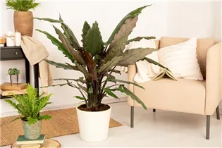 Alocasia lauterbachiana - Pfeilblatt Alocasia lauterbachiana - Pfeilblatt