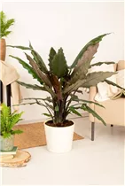 Alocasia lauterbachiana - Pfeilblatt Alocasia lauterbachiana - Pfeilblatt