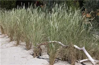 Ammophila arenaria - Gewöhnlicher Strandhafer Ammophila arenaria - Gewöhnlicher Strandhafer