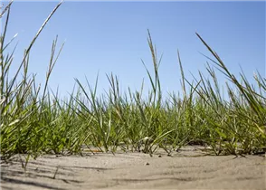 Ammophila arenaria - Gewöhnlicher Strandhafer Ammophila arenaria - Gewöhnlicher Strandhafer