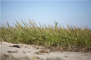 Ammophila arenaria - Gewöhnlicher Strandhafer Ammophila arenaria - Gewöhnlicher Strandhafer