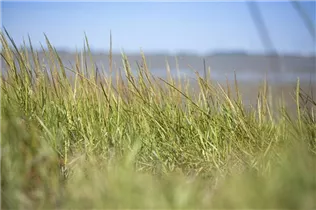 Ammophila arenaria - Gewöhnlicher Strandhafer Ammophila arenaria - Gewöhnlicher Strandhafer