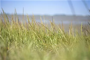 Ammophila arenaria - Gewöhnlicher Strandhafer Ammophila arenaria - Gewöhnlicher Strandhafer