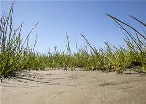 Ammophila arenaria - Gewöhnlicher Strandhafer Ammophila arenaria - Gewöhnlicher Strandhafer