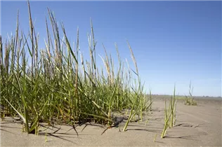 Ammophila arenaria - Gewöhnlicher Strandhafer Ammophila arenaria - Gewöhnlicher Strandhafer