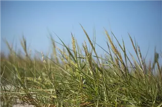 Ammophila arenaria - Gewöhnlicher Strandhafer Ammophila arenaria - Gewöhnlicher Strandhafer