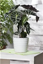 Alocasia sanderiana 'Bambino' - Pfeilblatt 'Bambino' Alocasia sanderiana 'Bambino' - Pfeilblatt 'Bambino'