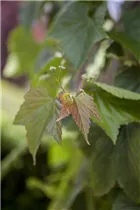 Ampelopsis brevipedunculata 'Variegata' - Ussuri-Scheinrebe 'Variegata' Ampelopsis brevipedunculata 'Variegata' - Ussuri-Scheinrebe 'Variegata'