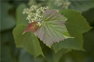 Ampelopsis brevipedunculata 'Variegata' - Ussuri-Scheinrebe 'Variegata' Ampelopsis brevipedunculata 'Variegata' - Ussuri-Scheinrebe 'Variegata'