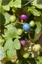 Ampelopsis brevipedunculata 'Variegata' - Ussuri-Scheinrebe 'Variegata' Ampelopsis brevipedunculata 'Variegata' - Ussuri-Scheinrebe 'Variegata'