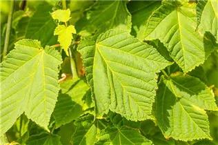 Ampelopsis brevipedunculata - Ussuri-Scheinrebe Ampelopsis brevipedunculata - Ussuri-Scheinrebe