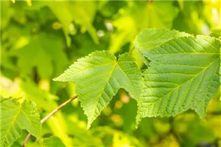 Ampelopsis brevipedunculata - Ussuri-Scheinrebe Ampelopsis brevipedunculata - Ussuri-Scheinrebe