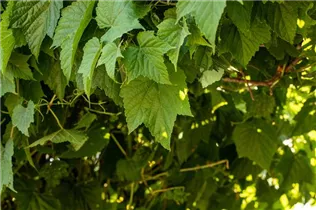 Ampelopsis brevipedunculata - Ussuri-Scheinrebe Ampelopsis brevipedunculata - Ussuri-Scheinrebe