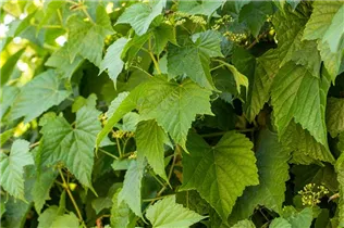 Ampelopsis brevipedunculata - Ussuri-Scheinrebe Ampelopsis brevipedunculata - Ussuri-Scheinrebe