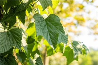 Ampelopsis brevipedunculata - Ussuri-Scheinrebe Ampelopsis brevipedunculata - Ussuri-Scheinrebe