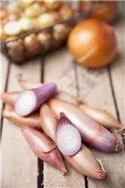 Allium ascalonicum - Schalotten Allium ascalonicum - Schalotten