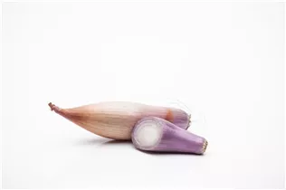 Allium ascalonicum - Schalotten Allium ascalonicum - Schalotten