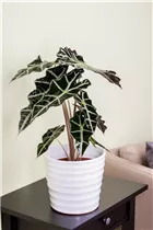 Alocasia x amazonica 'Polly' - Pfeilblatt 'Polly' Alocasia x amazonica 'Polly' - Pfeilblatt 'Polly'