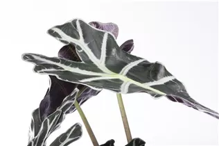 Alocasia x amazonica 'Polly' - Pfeilblatt 'Polly' Alocasia x amazonica 'Polly' - Pfeilblatt 'Polly'