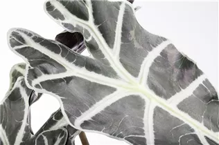 Alocasia x amazonica 'Polly' - Pfeilblatt 'Polly' Alocasia x amazonica 'Polly' - Pfeilblatt 'Polly'
