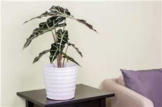 Alocasia x amazonica 'Polly' - Pfeilblatt 'Polly' Alocasia x amazonica 'Polly' - Pfeilblatt 'Polly'